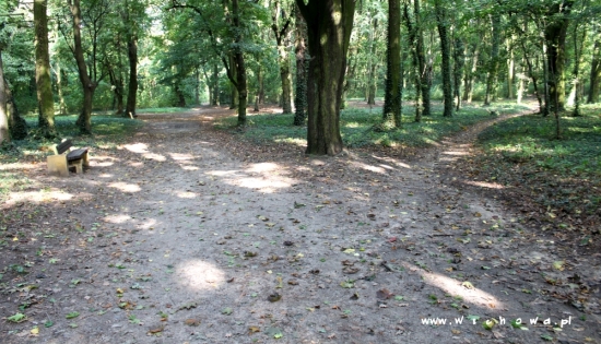 zdjęcie ścieżek w Parku Wolsztyńskim