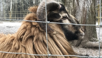 baran w zagrodzie