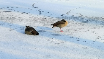 gęsi egipskie
