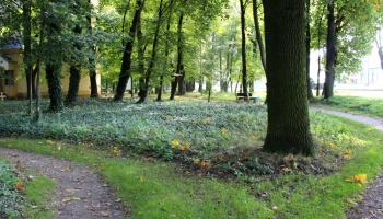 zdjęcie ścieżek w Parku Wolsztyńskim