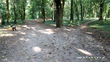 zdjęcie ścieżek w Parku Wolsztyńskim